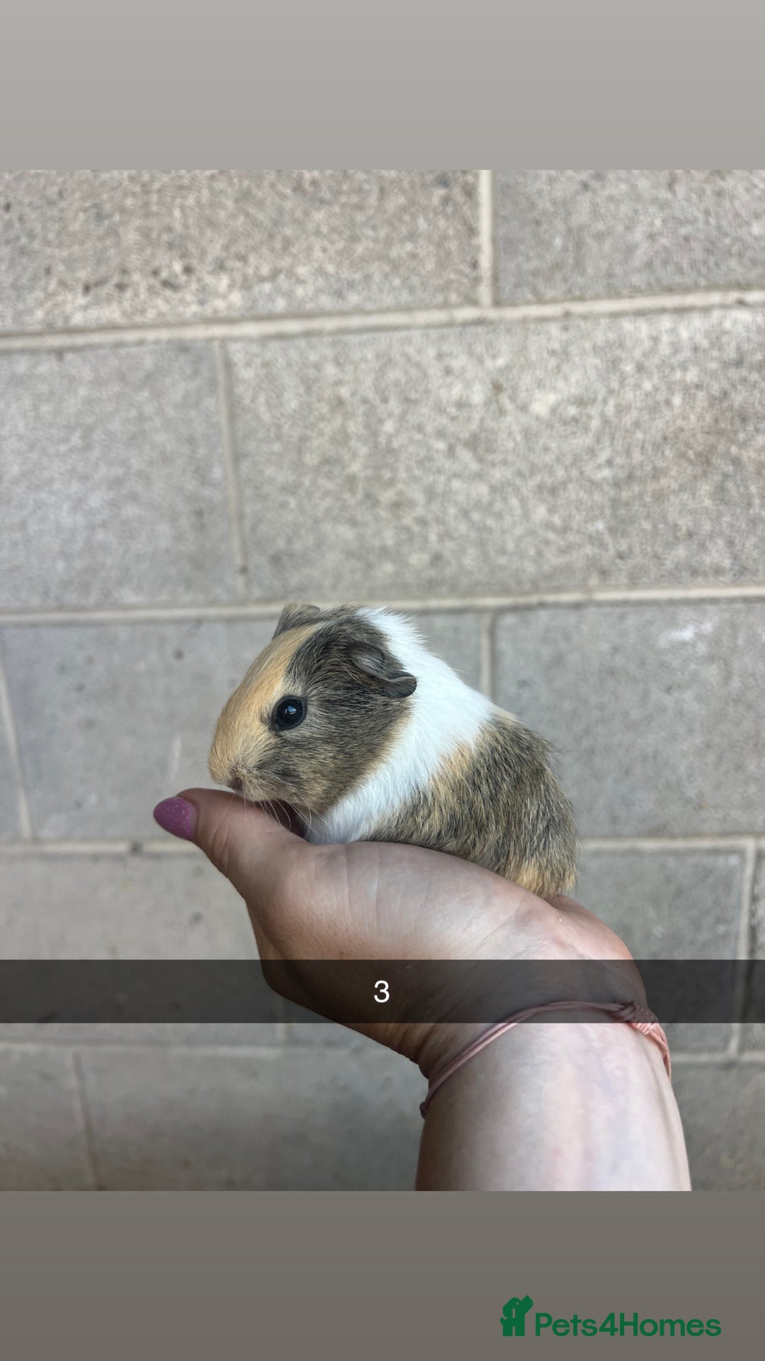 Guinea Pig rodents for sale: Lovely guinea pigs looking for their new homes!  - Image 8