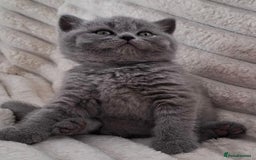 British Shorthair cats for sale: 🩷COMING SOON BUSHTAIL BABIES💙 - Image 12