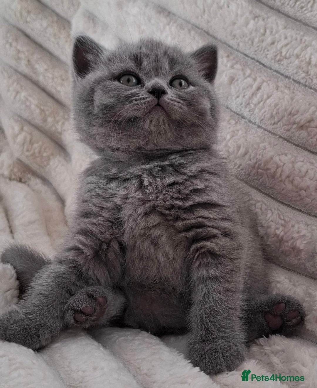 British Shorthair cats for sale: 🩷COMING SOON BUSHTAIL BABIES💙 - Image 12