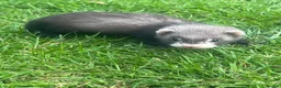 Ferret rodents for sale: Ferrets Available, Boys And Girls  - Advert 8