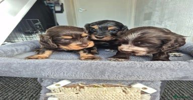 Cocker Spaniel dogs - Advert 12