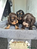 Cocker Spaniel dogs - Advert 12