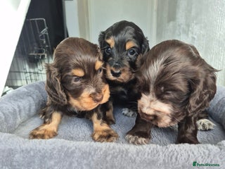 Cocker Spaniel dogs - Advert 3