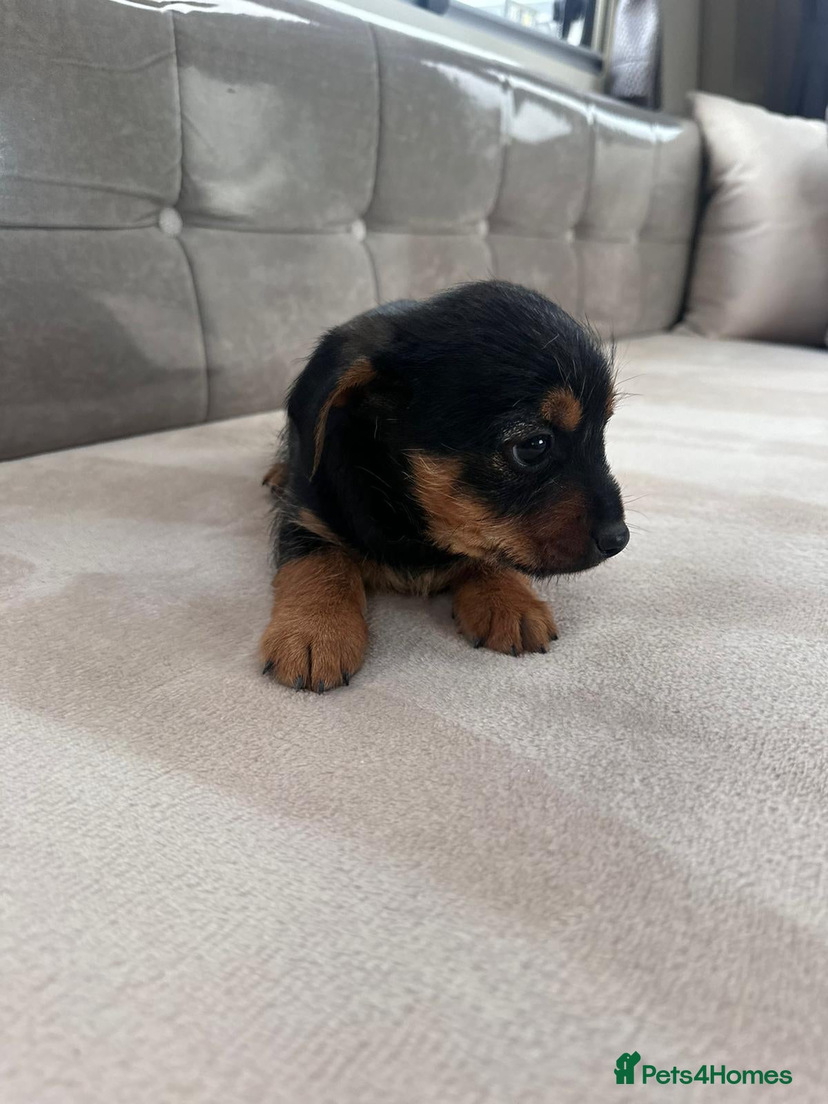 Yorkshire Terrier dogs Yorkshire Terrier pups - Advert 20