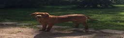 Labrador Retriever dogs for sale: Health Tested Fox Red Labrador Puppies - Advert 3