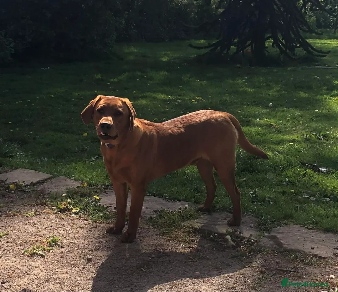 Labrador Retriever dogs for sale: Health Tested Fox Red Labrador Puppies - Advert 3