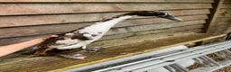 Ducks poultry for sale: 5 female ducks  in Petersfield - Advert 3