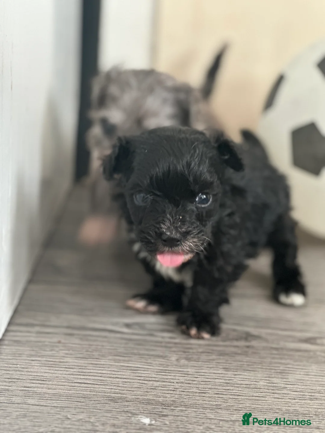 Maltipoo dogs for sale: F1 Toy Maltipoos - Advert 25