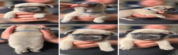 French Bulldog dogs for sale: 5 beautiful French bulldog puppies in Tamworth - Advert 5