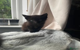 Mixed Breed cats for sale: All black kittens - Image 14