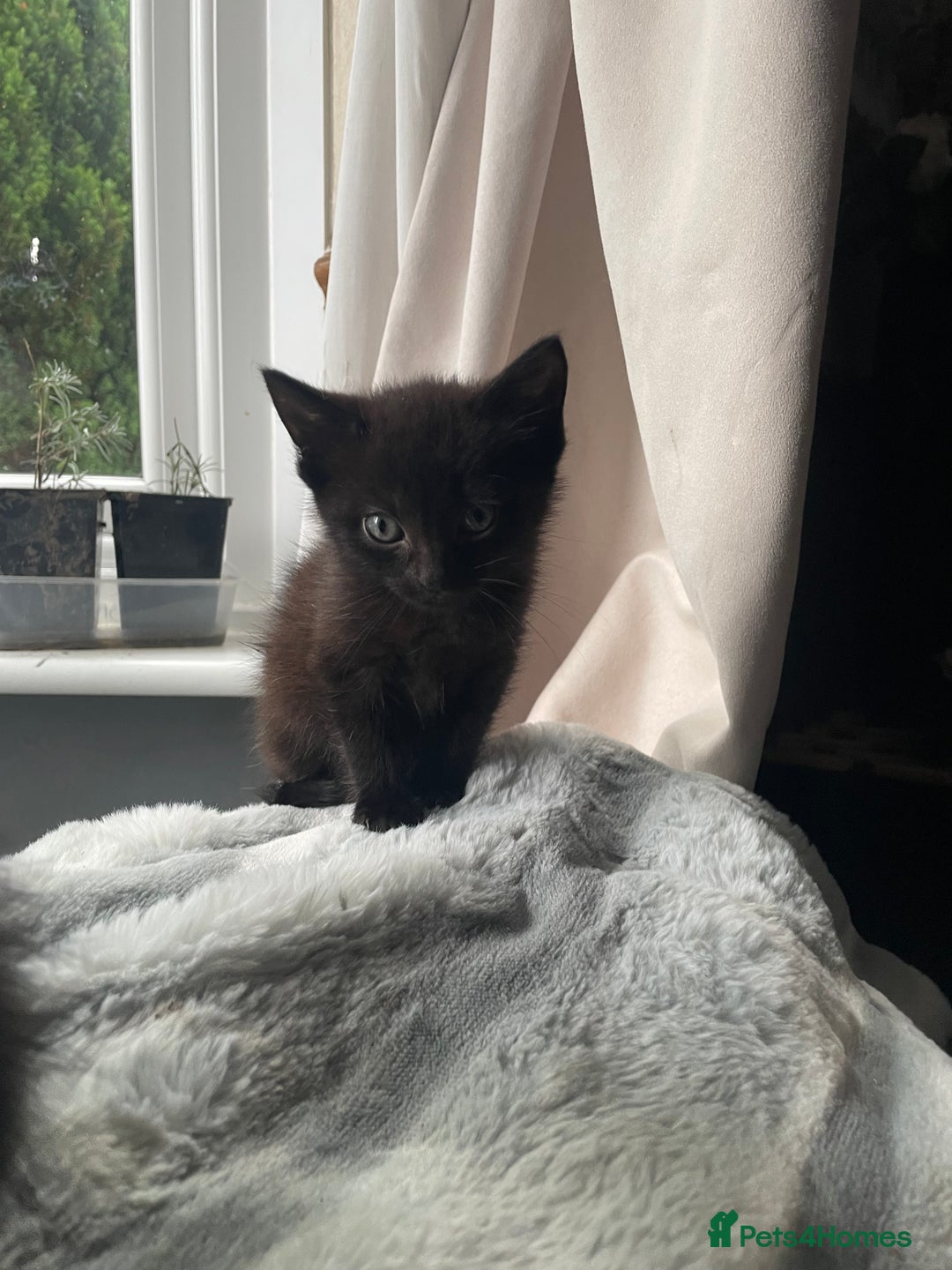 Mixed Breed cats for sale: All black kittens - Image 14