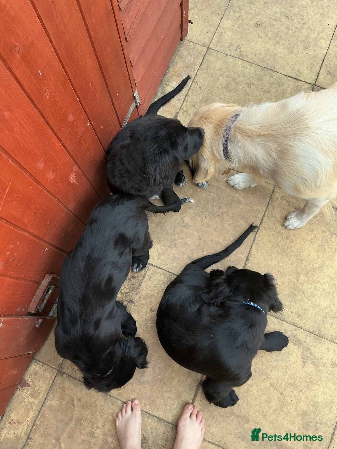 Mixed Breed dogs for sale: Spangold retrievers in Stourport-on-Severn - Image 18