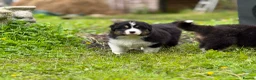 Australian Shepherd dogs for sale: Stunning Australian Shepherd Puppies  - Advert 24