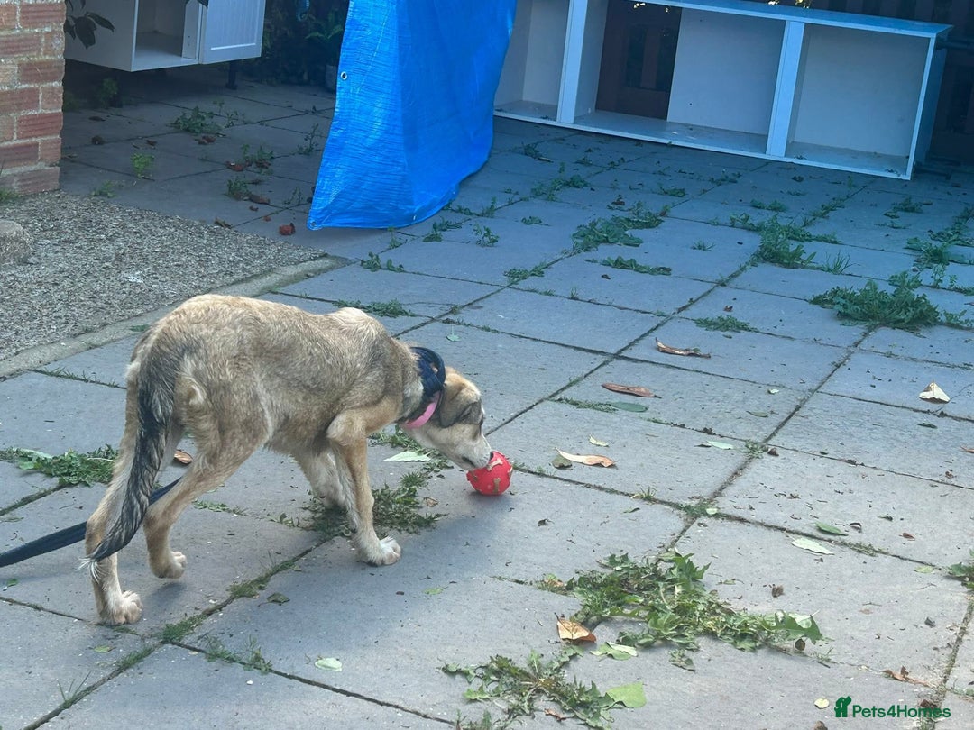 Mixed Breed dogs for adoption: Iris - Norwich Norfolk  - Image 5