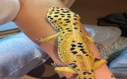 Leopard Gecko reptiles for sale: Male leopard gecko  - Advert 5