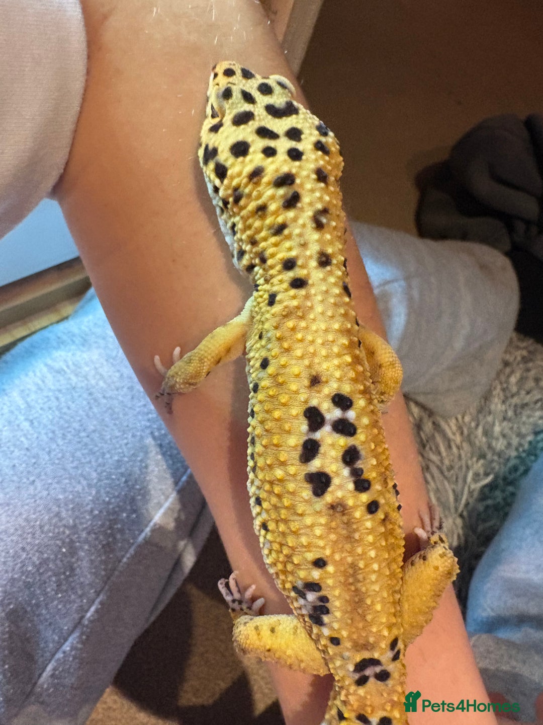 Leopard Gecko reptiles for sale: Male leopard gecko  - Advert 5
