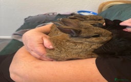 Netherland Dwarf rabbits for sale: netherland dwarf x minilop 5 black / brown rabbits - Image 20