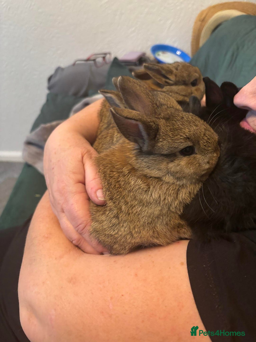 Netherland Dwarf rabbits for sale: netherland dwarf x minilop 5 black / brown rabbits - Image 20
