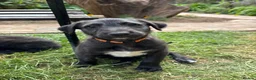 Mixed Breed dogs for sale: Deerhound X Wolfhound puppies  - Advert 1