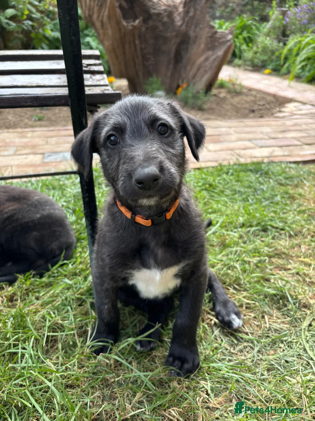Mixed Breed dogs for sale: Deerhound X Wolfhound puppies  - Advert 1