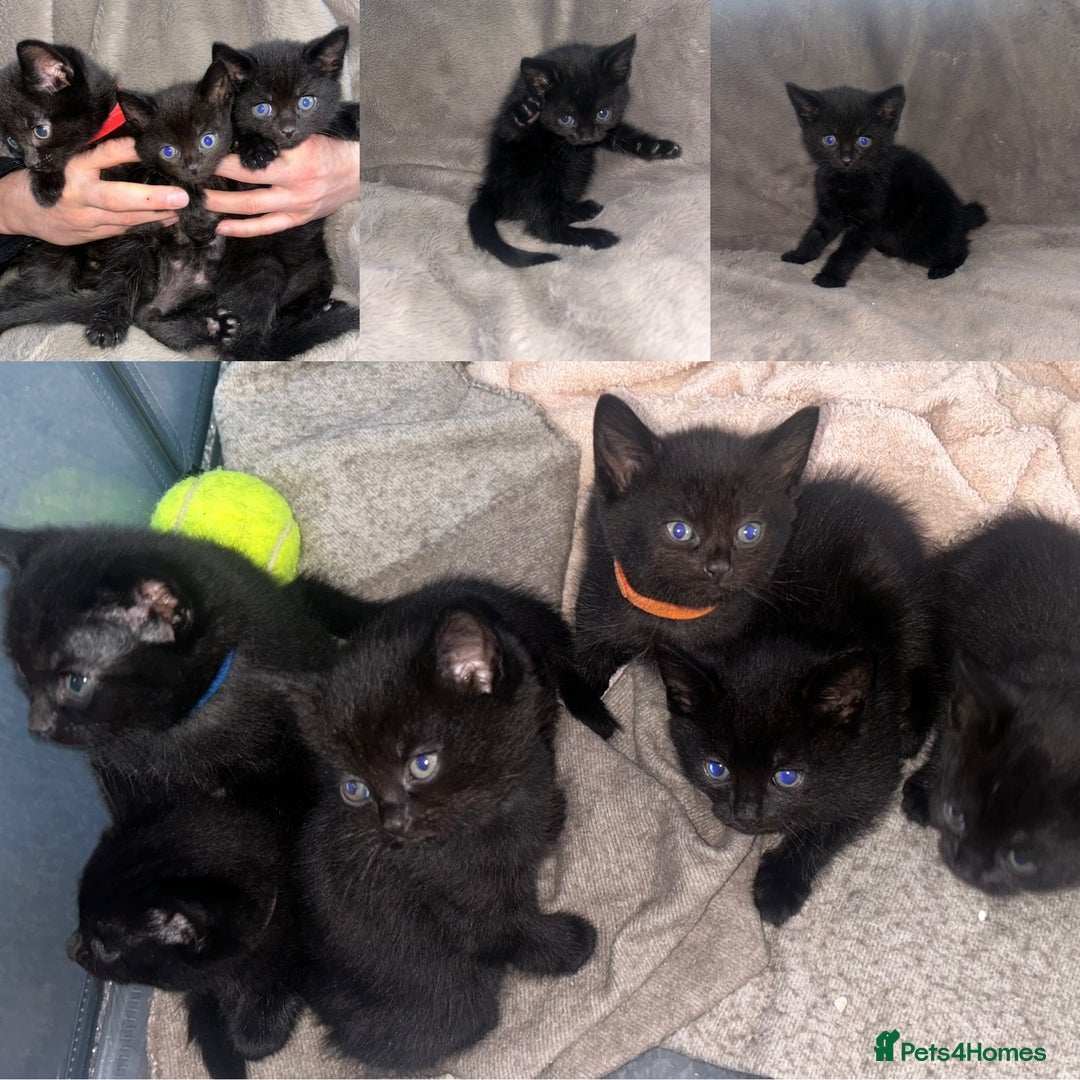 Domestic Shorthair cats for sale: Black Domestic Shorthair Kittens  - Advert 1