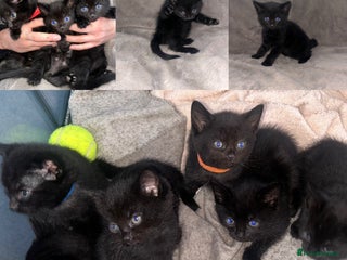 Domestic Shorthair cats Black Domestic Shorthair Kittens - Advert 1