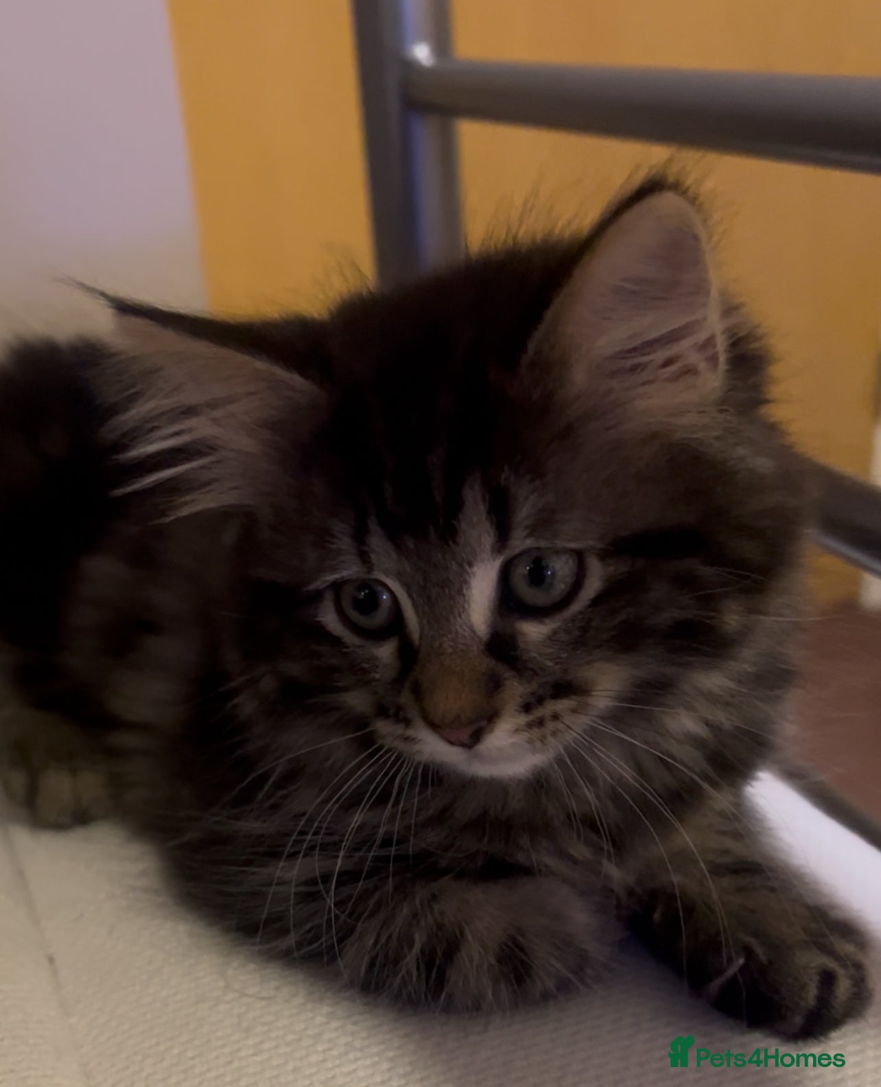 Bengal cats Half Bengal X Half Maine Coon for sale  - Advert 7