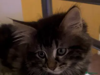 Bengal cats Half Bengal X Half Maine Coon for sale - Advert 7