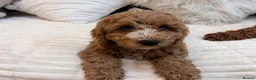 Mixed Breed dogs for sale: One male beutiful male cavapooshion puppy     - Advert 14