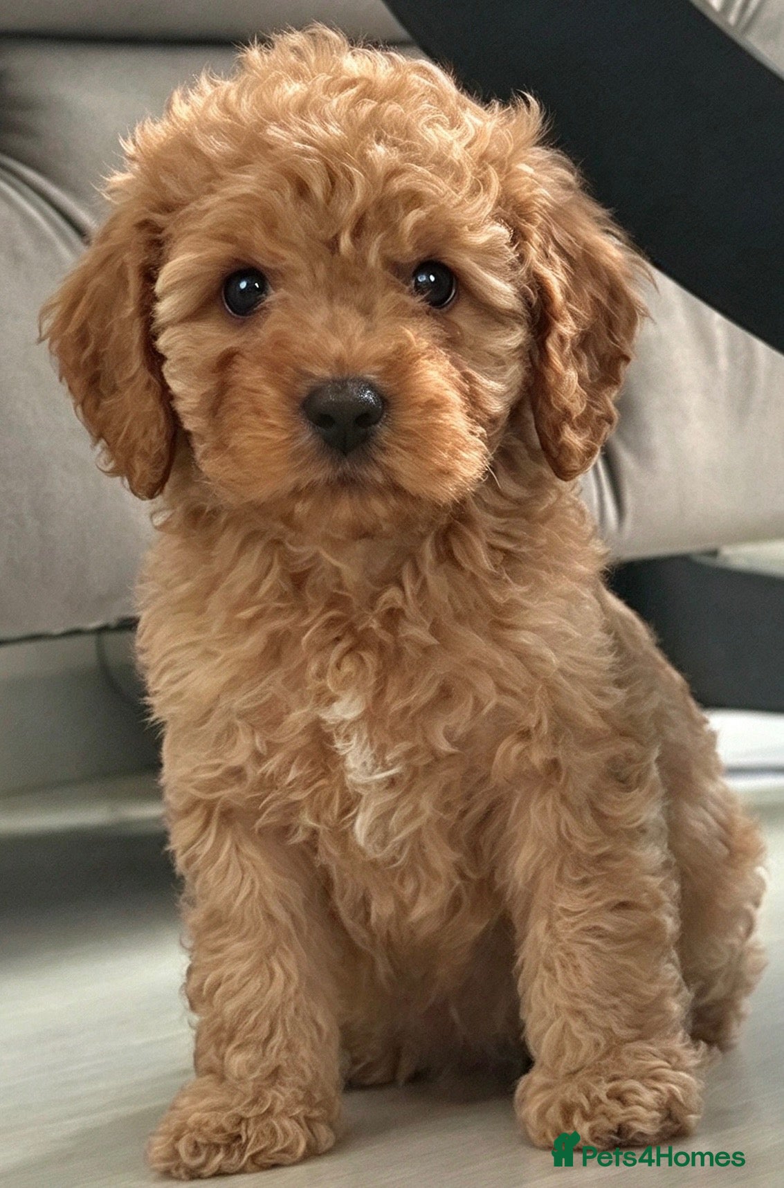 Cavapoo dogs ❤️ Beautiful F1B Cavapoo Puppies ❤️🐶 - Advert 3