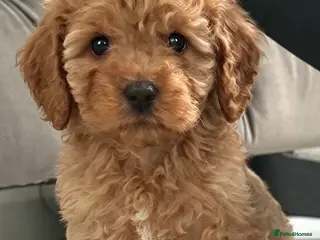 Cavapoo dogs ❤️ Beautiful F1B Cavapoo Puppies ❤️🐶 - Advert 3