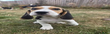 Beagle 3