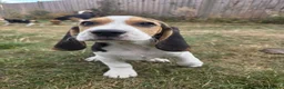 Beagle dogs for sale: Beautiful Beagle Puppies Looking For A Loving Home - Advert 13