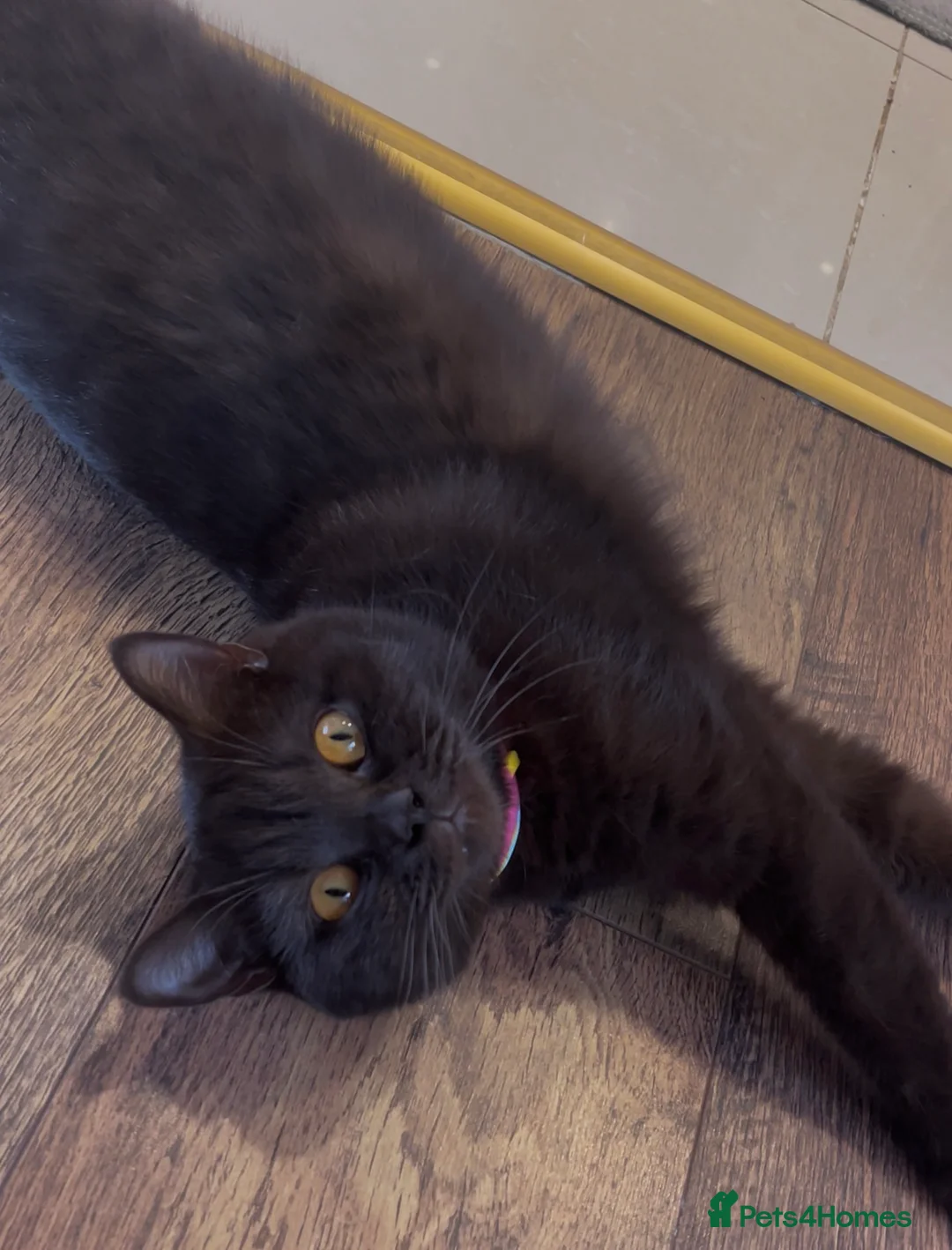 Mixed Breed cats for sale: Adorable Shorthair Kittens – 4 Boys & 1 Girl - Advert 2