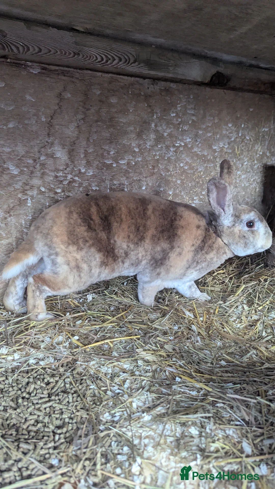 Rex rabbits for sale: 3 Rabbits - 2 x Velvet Rex, 1 x New Zealand White - Advert 9