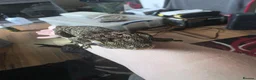Gecko reptiles for sale: CB23 nuu ana leachianus gecko  - Advert 5