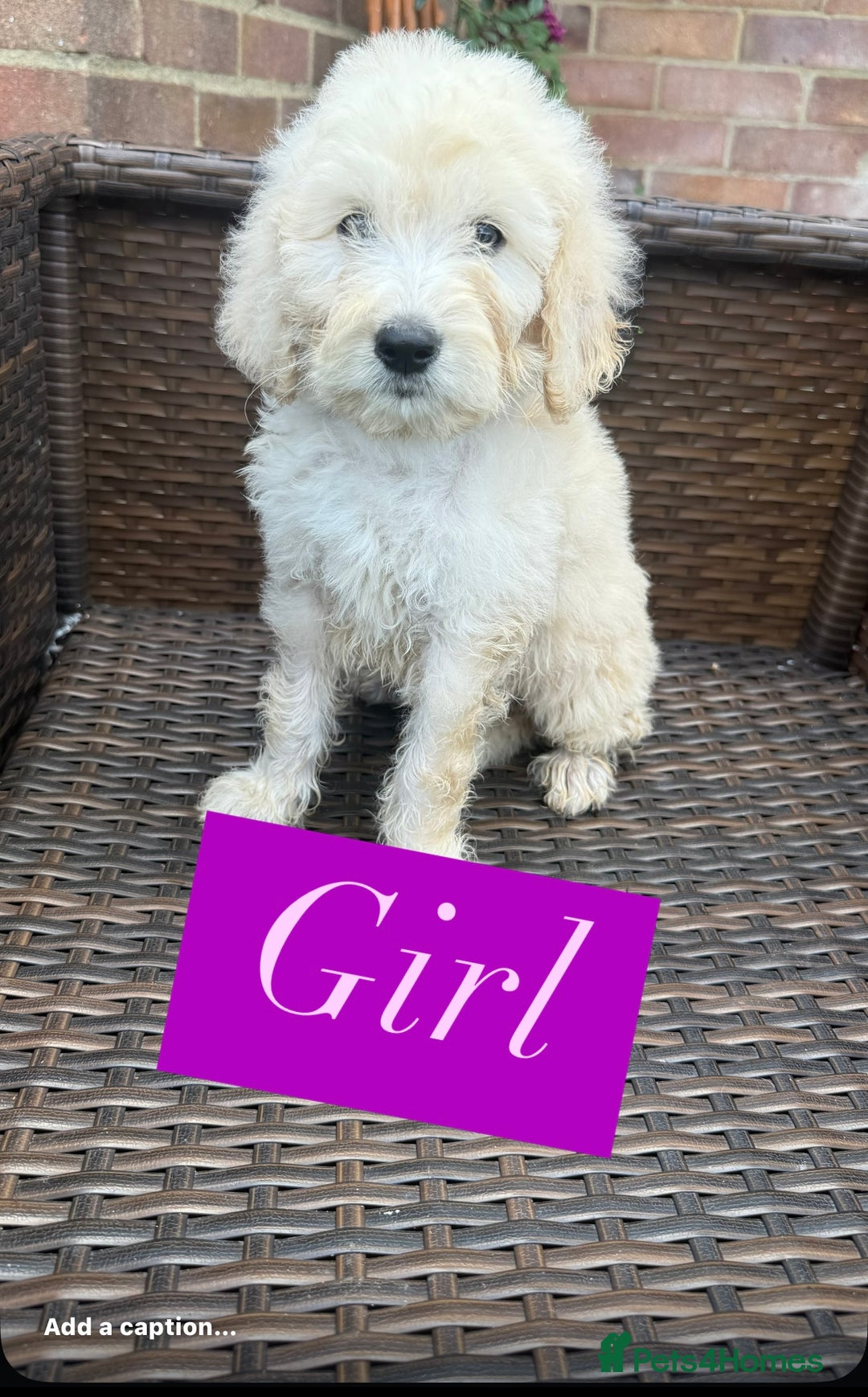 Goldendoodle dogs for sale: F1B GOLDENDOODLE PUPPIES 2 BOYS AVAILABLE  in Farnham - Image 4