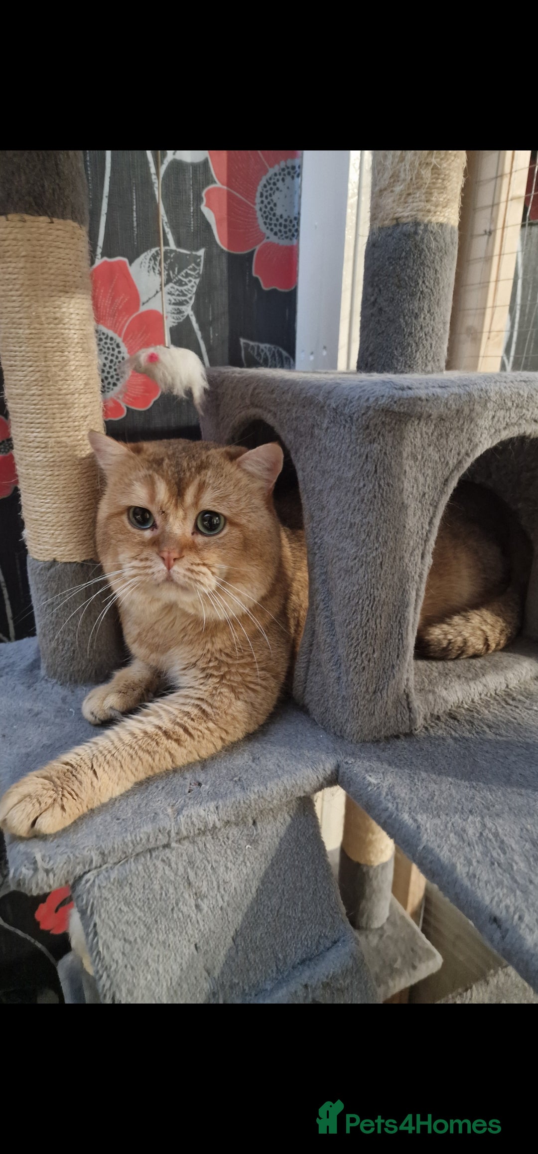 British Shorthair cats Male Golden British Shorthair For Sale! - Advert 1