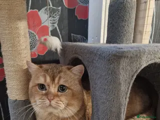 British Shorthair cats Male Golden British Shorthair For Sale! - Advert 1