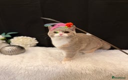 British Shorthair cats for sale: FULL PEDIGREE, REGISTERED BSH - Image 6