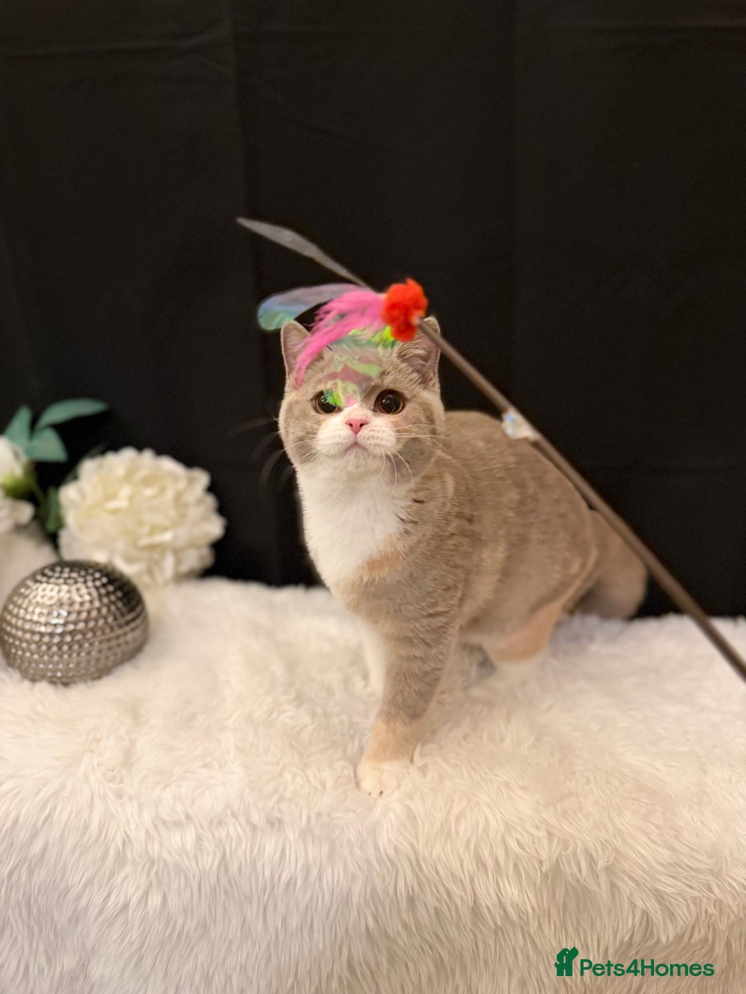 British Shorthair cats for sale: FULL PEDIGREE, REGISTERED BSH - Image 6