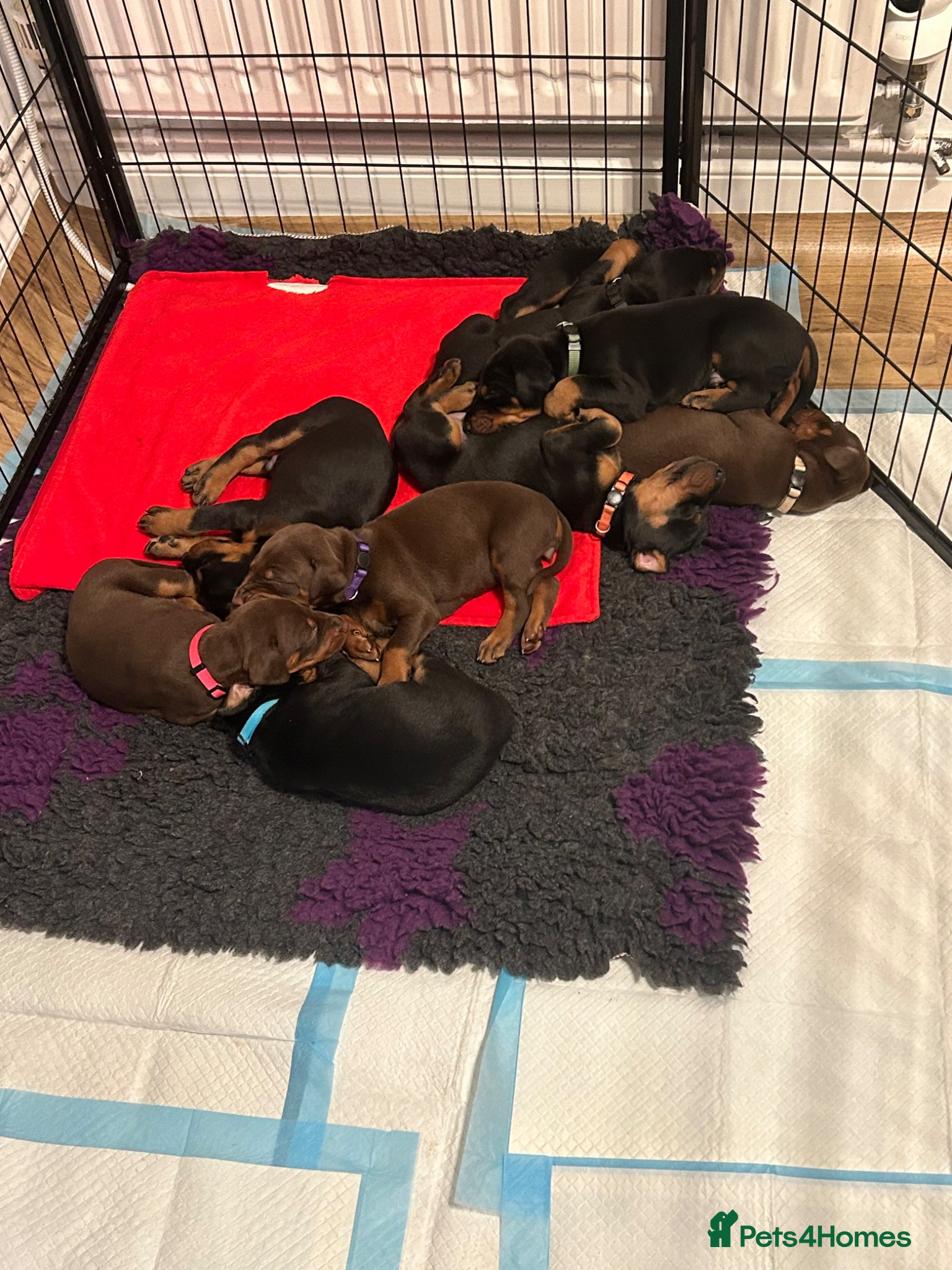 Dobermann dogs 9 Doberman Puppies- Ready to leave 6th June - Advert 3