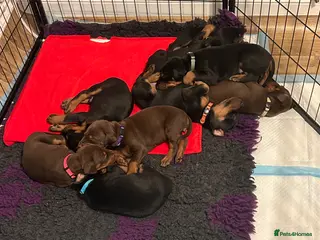 Dobermann dogs 9 Doberman Puppies- Ready to leave 6th June - Advert 3
