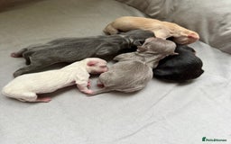 Chihuahua dogs for sale: 5 gorgeous chihuahua pups - Image 1