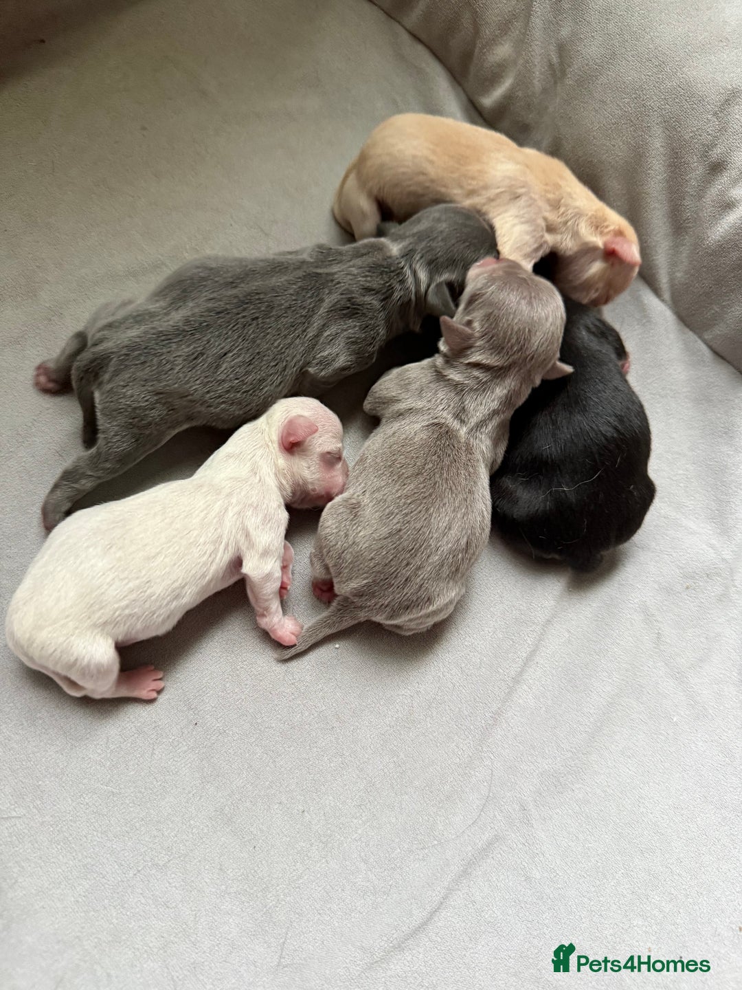 Chihuahua dogs for sale: 5 gorgeous chihuahua pups - Image 1
