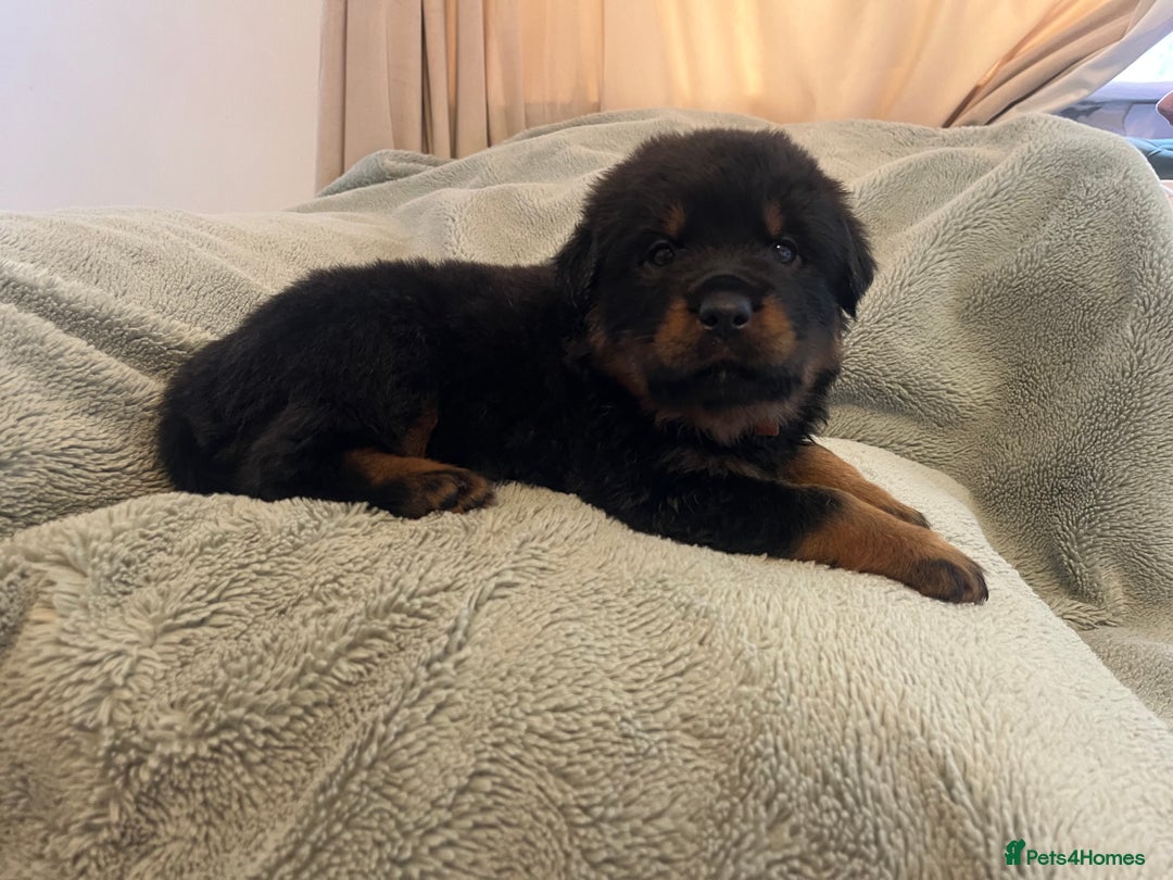 Rottweiler dogs for sale: Rottweiler Puppies  - Image 16
