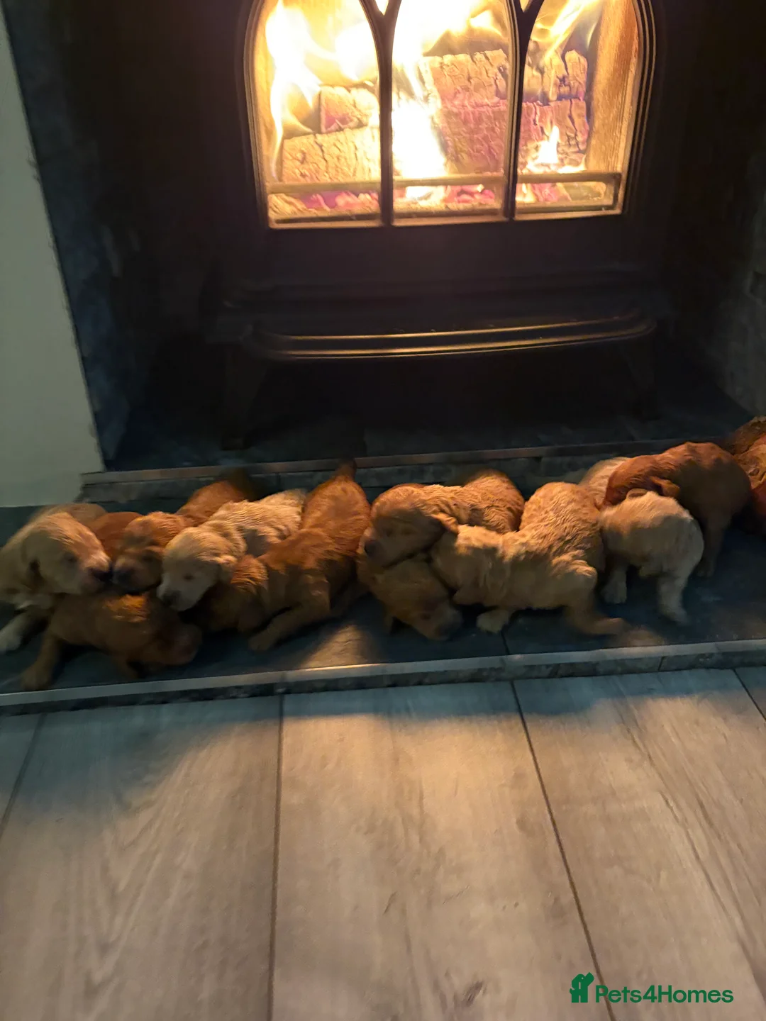 Mini Goldendoodle dogs for sale: Are Gorgeous golden doodle puppies 🐶 - Advert 1