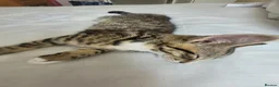 Mixed Breed cats for sale: READY NOW.... - Advert 7