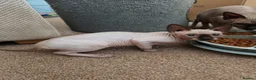 Sphynx cats for sale: Sphinx kitten  - Advert 6