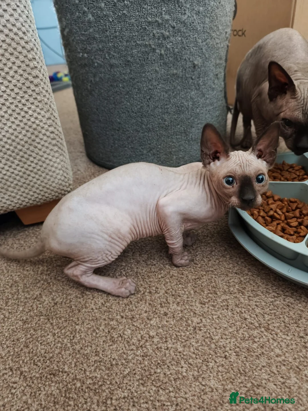Sphynx cats for sale: Sphinx kitten  - Advert 6